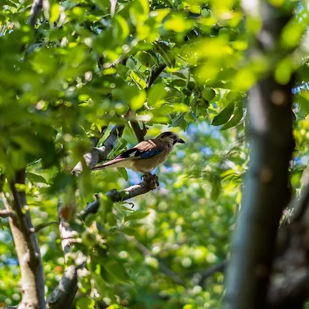 Gurel Garden House كيتشوكويو